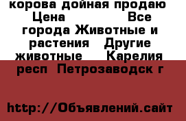 корова дойная продаю › Цена ­ 100 000 - Все города Животные и растения » Другие животные   . Карелия респ.,Петрозаводск г.